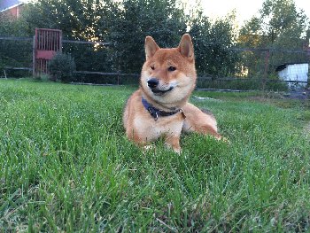 Нэка на вольном выпасе в деревне