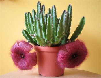 Stapelia.jpg