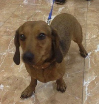 5 октября найдена такса на станции Подольск — копия.jpg