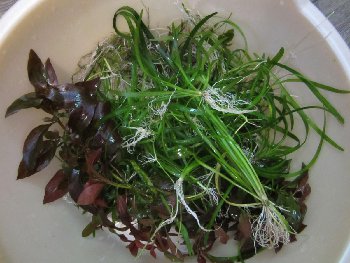 IMG_3660 (1280x960).jpg