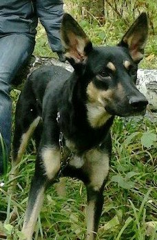 5 октября метис овчарки на Высотной — копия.jpg