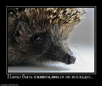 722412_ploho-byit-ezhikomnikto-ne-pogladit.jpg