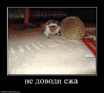 715330_ne-dovodi-ezha.jpg
