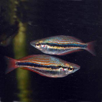 Melanotaenia_trifasciata_2.jpg
