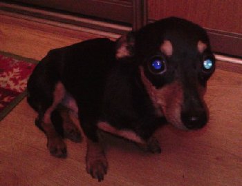 6 ноября найден песик у школы 18 — копия.jpg