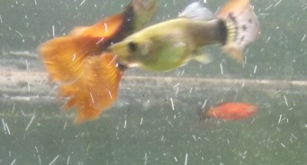 GUPPI_2.jpg