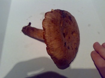 12092010366.jpg