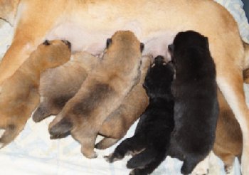 новорожденные внуки