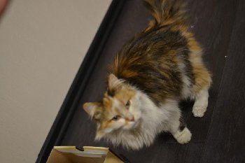 DSC_9540.JPG