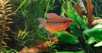 отец-героин