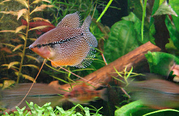 молодой гурами