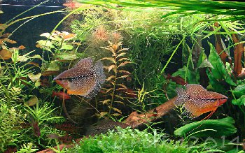 дите (слева) и отец