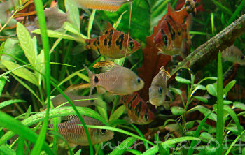 высокоплавничные и ромбооцелятусы