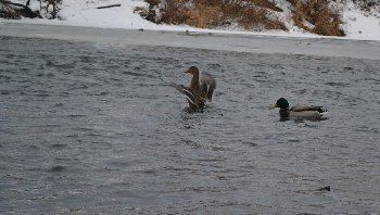 это птицы, которые остались зимовать у берегов Пахры