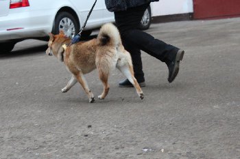 тренируюсь и хвастаюсь пушистой попой