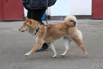 просто бегу