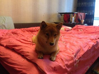 приличные собаки на кровати СПЯТ!!!