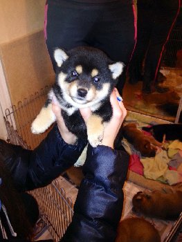 чп внучкаg.jpg