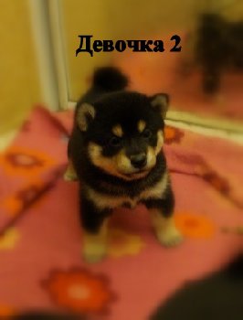 чп внучка 2 g.jpg