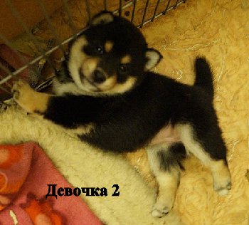 чп внучка 3 g.jpg