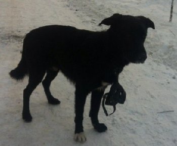 собака с намордником — копия.jpg