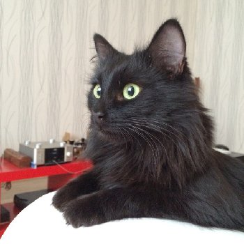 кот1.jpg