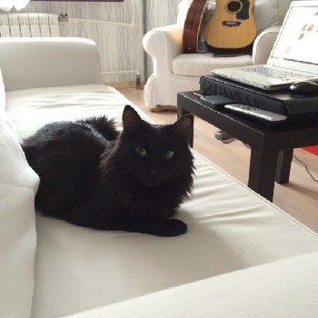 кот2.jpg