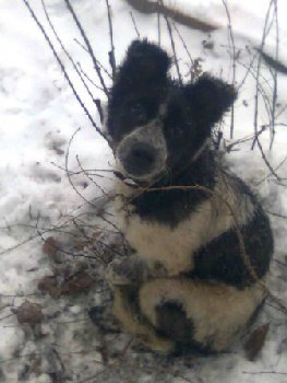 13 декабря песик в Климовске — копия.jpg