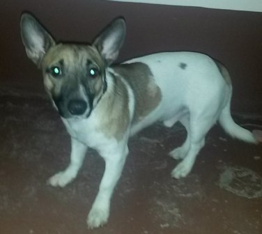 8 января бегает щенок на Кирова — копия.jpg