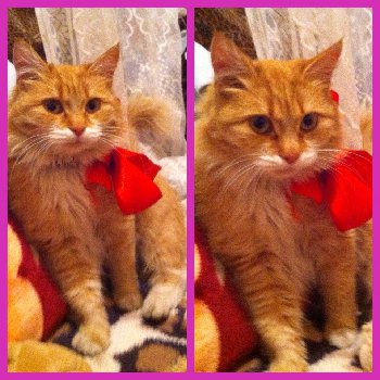 кошка с ул железнодорожной.jpg