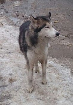 15 января хаски на Мраморной — копия.jpg