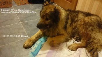 9 января кавказка в подольске4 — копия.jpg