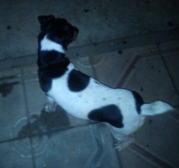 17 января пес на Лобачева1 — копия.jpg