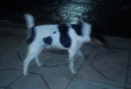 17 января пес на Лобачева — копия.jpg