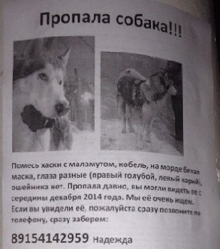 15 января хаски на мраморной5 — копия.jpg