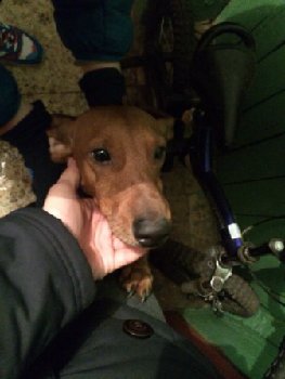 23 января такса мальчик на Кирова.jpg