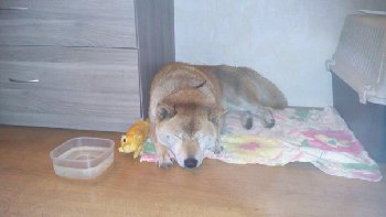 потеряшка 2 мес на улице