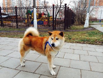 помыли откормили ждет отправки в родной дом к заводчику