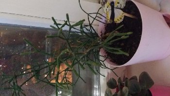 Кто это в итоге?)