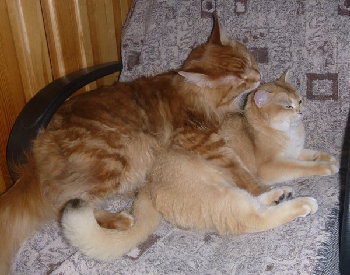 Pair003.jpg