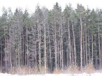 Сосны не в инее, их убил короед.