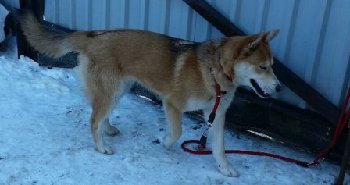 17 февраля 2015 найдена рыжая хаски1.jpg