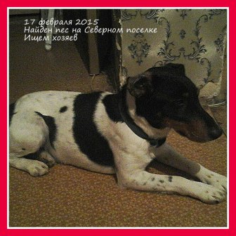 18 фнвраля 2015 пес найден на Северном12 — копия.jpg