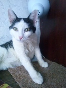 26 февраля 2015 пропал кот на Высотной 13.jpg