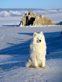 самоед из питомника В Солнечном городе(Астрахань)