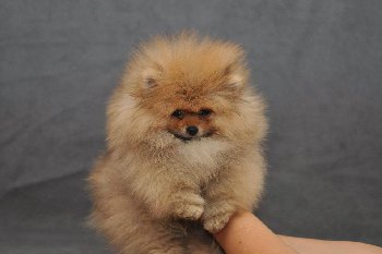 меховой комок