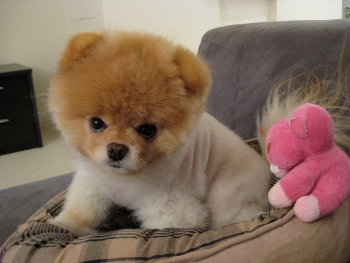 аккуратно стриженый шпитсенок