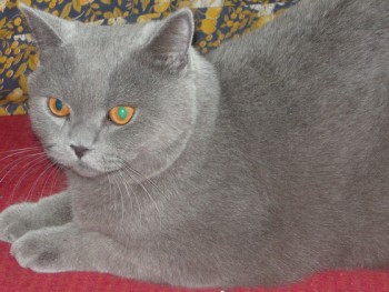 Этот у мамы.