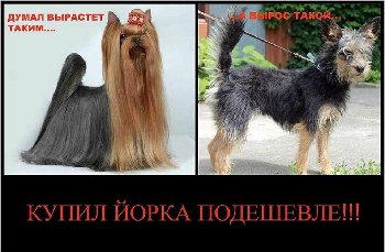 чудо йорк_n.jpg