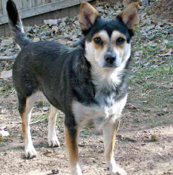 шиба купленная на Птичьем рынке за 15 000 руб